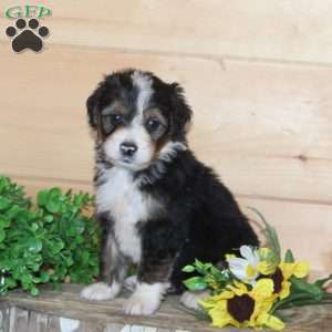 Golden Corral, Bernedoodle Puppy